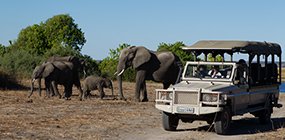 Chobe Game Lodge - Robert Mark Safaris - Luxury African Safaris