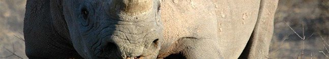 Why Africa? - Robert Mark Safaris - Luxury African Safaris