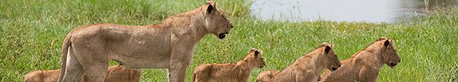 How We Work - Robert Mark Safaris - Luxury African Safaris