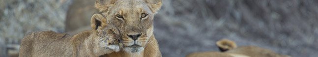 Contact Us - Robert Mark Safaris - Luxury African Safaris