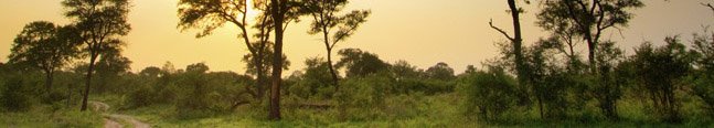 The Game Drive Experience - Robert Mark Safaris - Luxury African Safaris