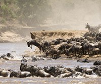 Experience the Great Migration - Robert Mark Safaris - Luxury African Safaris