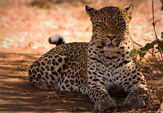Classic Zambia Highlights: A Safari plus Victoria Falls - Robert Mark Safaris - Luxury African Safaris