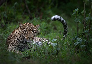 A Short Family Break to the Serengeti - Robert Mark Safaris - Luxury African Safaris