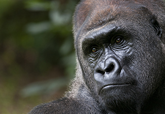 Aligned with Angels - A Journey of Primate Discovery - Robert Mark Safaris - Luxury African Safaris