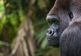 Discovering Primates & Plains Game in Rwanda and The Serengeti - Robert Mark Safaris - Luxury African Safaris
