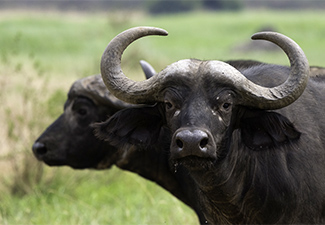Our Precious Moments Rwanda Safari - Robert Mark Safaris - Luxury African Safaris