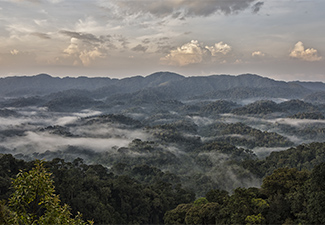 Plains, Primates and Forest Canopies – A Rwanda Journey - Robert Mark Safaris - Luxury African Safaris