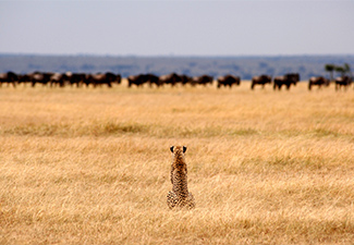 The Deep Sweet South - Robert Mark Safaris - Luxury African Safaris