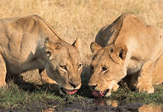 The Hidden Gems Of Zimbabwe - Robert Mark Safaris - Luxury African Safaris