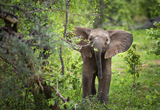 Zimbabwe's Boutique Natural Beauty - Robert Mark Safaris - Luxury African Safaris