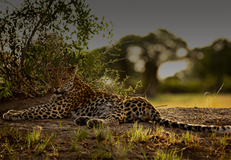 Stylish Simplicity in Hwange, Victoria Falls & Botswana - Robert Mark Safaris - Luxury African Safaris