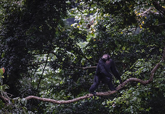 A Short Discovery of Forests, Gorges, Rivers and Culture - Robert Mark Safaris - Luxury African Safaris
