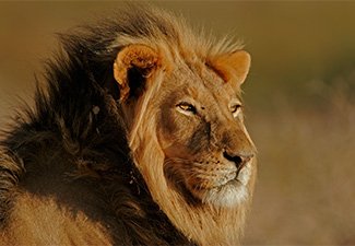 A Historic Rail Journey, Predator Cats & Victoria Falls - Robert Mark Safaris - Luxury African Safaris