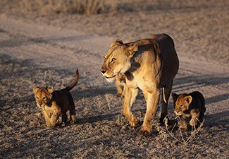 A Botswana Large Wildlife Family Adventure - Robert Mark Safaris - Luxury African Safaris
