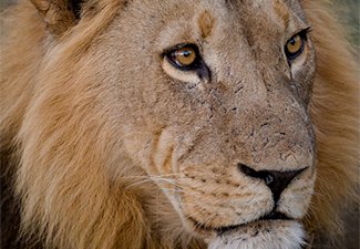 Big Cats on Camera - Robert Mark Safaris - Luxury African Safaris