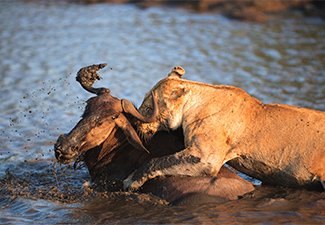 A Wildlife Photographic Expedition to Botswana - Robert Mark Safaris - Luxury African Safaris