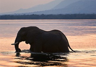 Waterways, Cats, and Exciting Adventures - Robert Mark Safaris - Luxury African Safaris