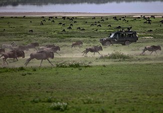 Game Migration and the Ngorongoro - Robert Mark Safaris - Luxury African Safaris