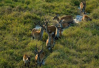 Central Zambia: Kafue and the Busanga Plains - Robert Mark Safaris - Luxury African Safaris