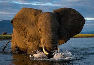 Hwange, Mana Pools & Victoria Falls - Robert Mark Safaris - Luxury African Safaris