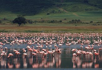 The Best of the Best in Tanzania - Robert Mark Safaris - Luxury African Safaris