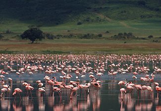 African Summer in the Serengeti & Lake Manyara - Robert Mark Safaris - Luxury African Safaris