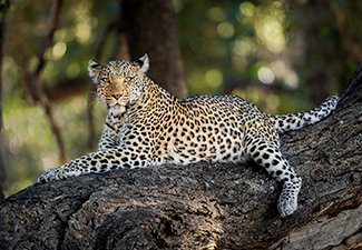 The Finest of Makgadikgadi & The Okavango - Robert Mark Safaris - Luxury African Safaris