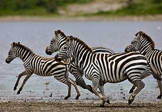 Game Migration and the Ngorongoro Crater - Robert Mark Safaris - Luxury African Safaris