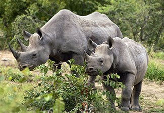 An African Rejuvenation Adventure - Robert Mark Safaris - Luxury African Safaris