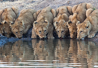 A Group Getaway to the Sabi Sand and Cape Town - Robert Mark Safaris - Luxury African Safaris