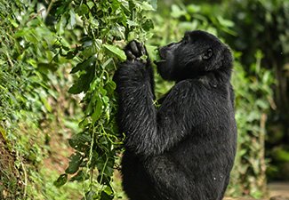 Mountain Gorillas In The Bwindi Forest  - Robert Mark Safaris - Luxury African Safaris