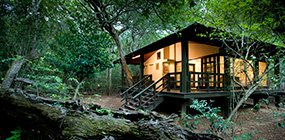 Phinda - Forest Lodge - Robert Mark Safaris - Luxury African Safaris