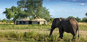 Nyamatusi Mahogany  - Robert Mark Safaris - Luxury African Safaris