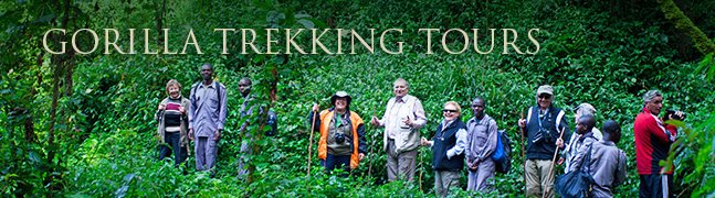 Gorilla Trekking Tours - Robert Mark Safaris - Luxury African Safaris