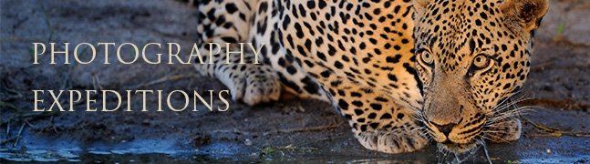 Photography Expeditions - Robert Mark Safaris - Luxury African Safaris