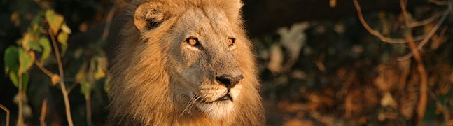 May - October - Robert Mark Safaris - Luxury African Safaris
