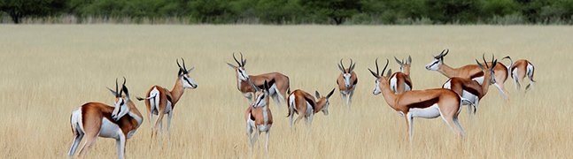 November - Robert Mark Safaris - Luxury African Safaris