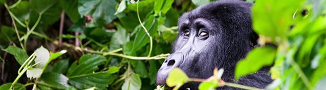 Bwindi Impenetrable Forest - Robert Mark Safaris - Luxury African Safaris