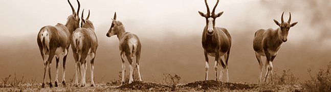 The Kalahari - Robert Mark Safaris - Luxury African Safaris