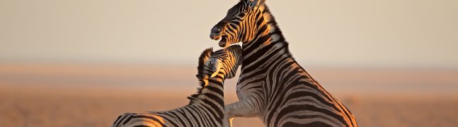 ETOSHA - Robert Mark Safaris - Luxury African Safaris