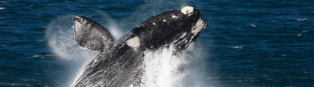 The Whale Coast - Robert Mark Safaris - Luxury African Safaris