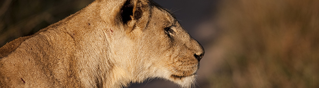 Kruger National Park - Robert Mark Safaris - Luxury African Safaris