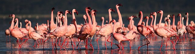 Lake Manyara - Robert Mark Safaris - Luxury African Safaris