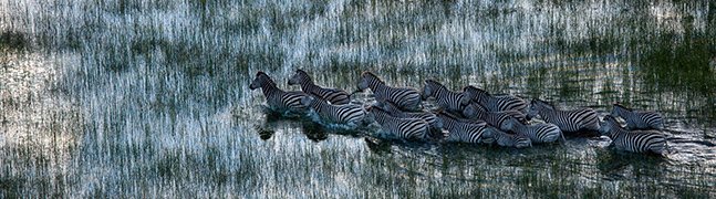 Linyanti, Savuti & Selinda - Robert Mark Safaris - Luxury African Safaris