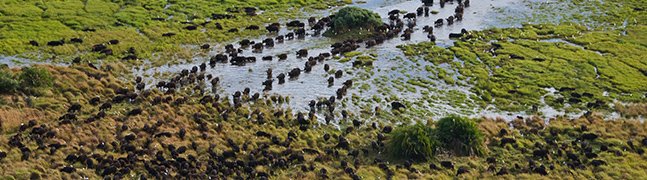 The Okavango Delta - Robert Mark Safaris - Luxury African Safaris