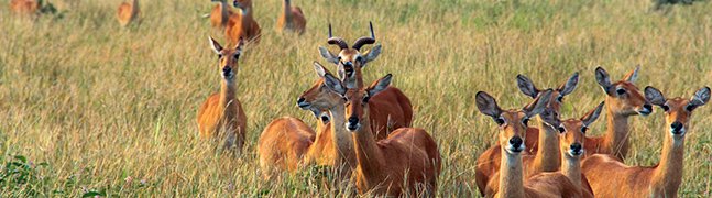 Queen Elizabeth National Park - Robert Mark Safaris - Luxury African Safaris