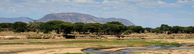 Ruaha National Park - Robert Mark Safaris - Luxury African Safaris