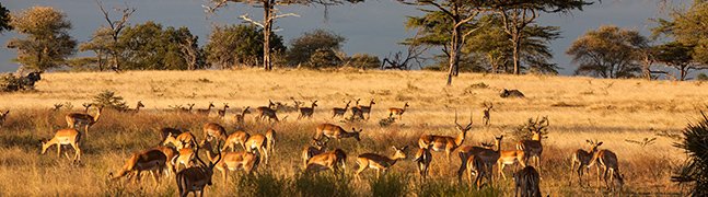 Selous Game Reserve - Robert Mark Safaris - Luxury African Safaris