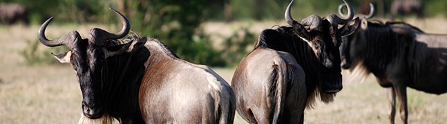 Tarangire National Park - Robert Mark Safaris - Luxury African Safaris